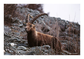 Onofrio Pignataro Ibex - Capra ibex - Cogne - Aosta Valley
