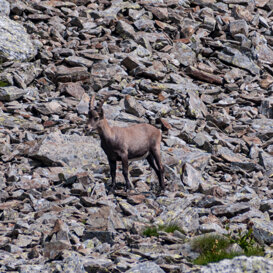 Ibex - Capra ibex - Bergamasque Orobie Photo by Luca Di Pinto
