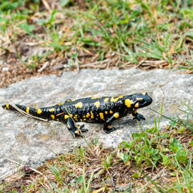 Photo by Luca Di Pinto Spotted salamander - Salamandra salamandra