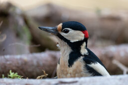 67c36f5d-b657-4ad8-bc55-23d093a135ae 67c36f5d-b657-4ad8-bc55-23d093a135ae