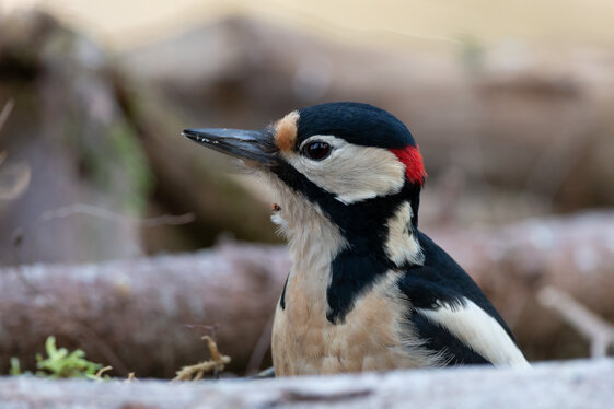 67c36f5d-b657-4ad8-bc55-23d093a135ae 67c36f5d-b657-4ad8-bc55-23d093a135ae