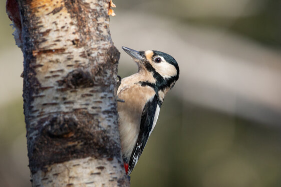 2614d2df-fcb2-4320-bba9-5729d4743c86 2614d2df-fcb2-4320-bba9-5729d4743c86