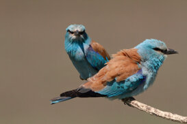 European Rollers - Hungary