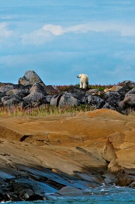 Polar bear - Ursus maritimus His majesty, the polar bear, Churchill Bay 2013
