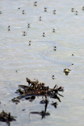 Collared snake Photo by Lorenzo Marchetti