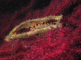 Roberto Bellu - Catshark eggs Greater catshark eggs - Scyliorhinus canicula