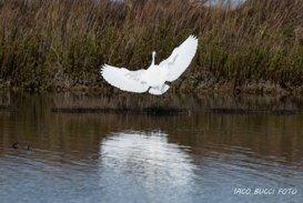 Herons Photo by Gianpiero Iacobucci