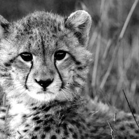 Cheetah cub Photo by Lorenzo Marchetti