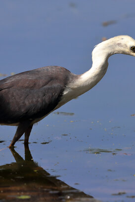 Australia - Black-and-white heron Photo by Lorenzo Marchetti