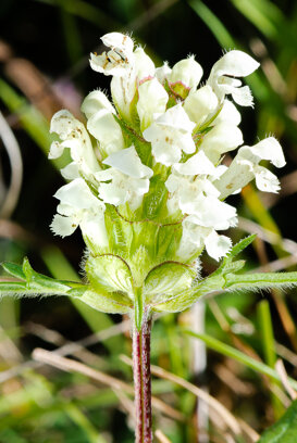 Prunella Lanciniata - Monte Prinzera - PR Nikon D600 + 105 micro nikkor 1/200 f/18 ISO 400