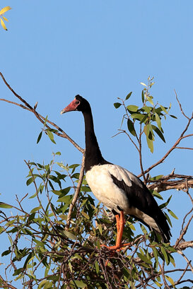 Australia - Magpie goose Photo by Lorenzo Marchetti
