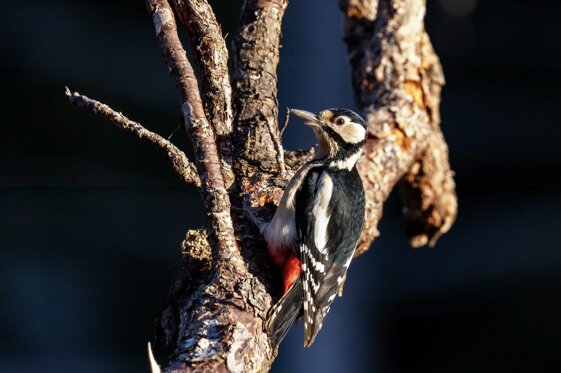 2ae1437d-c82f-48da-8e36-d5876d347f93 2ae1437d-c82f-48da-8e36-d5876d347f93