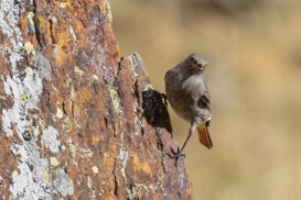 Photo by Armando Pezzarossa