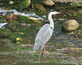 Photo by Gianni Alberti