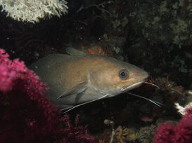 Roberto Bellu - Musdella Musdella - Phycis blennoides