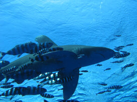 Roberto Bellu - pilot fish escort Pilot fish escort - Naucrates ductor - on shark - Carcharhinus longimanus