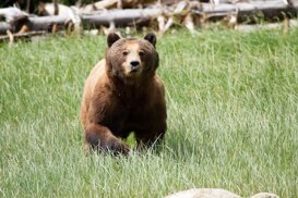Photo by Armando Pezzarossa Grizzly - Ursus arctos horribilis Great Bear Rainforest British Columbia Canada