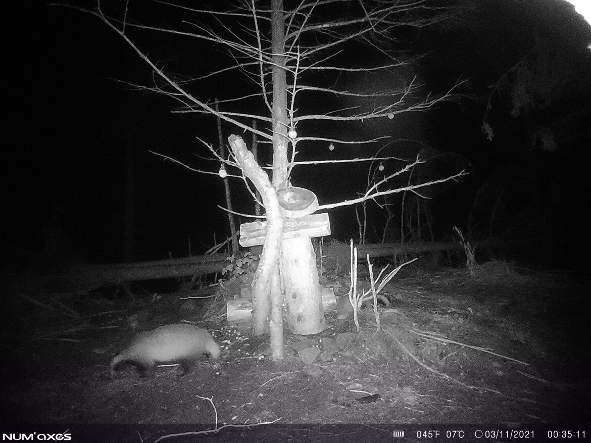 Tasso - Meles meles Tasso - Meles meles