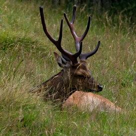 Catia Gemerasca Cervo Sika - Parc de Merlet, Les Houches - Chamonix - France July 2020