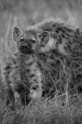 Hyena - Crocuta crocuta Even hyenas can be cute, Masai Mara Kenya 2018
