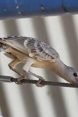 Australia - Great bowerbird Photo by Lorenzo Marchetti