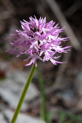 Orchis simia - Lepini Mountains Photo by Armando Pezzarossa