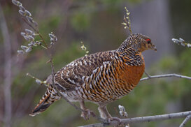 Finland: female capercaillie