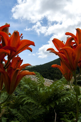 St. John's Lily - Lilium croceum Photo by Gianpiero Iacobucci