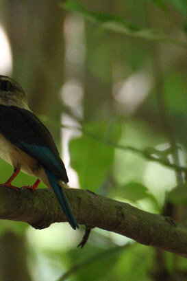 Lorenzo Marchetti Mangrove kingfisher - Kenya