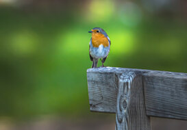 Robin - Quiliano River Mouth (SV) Nikon D500-Tamron 150 - 600 VR G2 1/2000 f6.3 ISO 1000 (tripod)