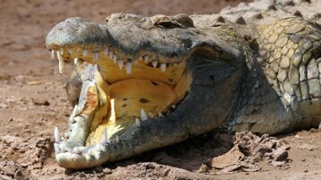 bfb9bdc0-6054-49ae-ba73-92f20fbb48e6