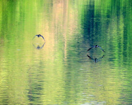 Photo by Gianni Alberti