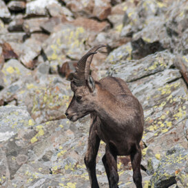 Ibex - Capra ibex - Orobie Bergamasche Photo by Luca Di Pinto