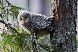 Finland: young Ural owl
