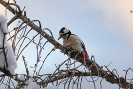 Photo by Armando Pezzarossa