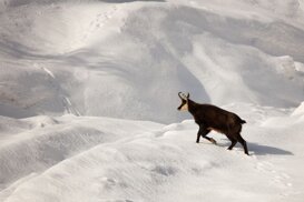 Alpine chamois - Rupicapra rupicapra Photo by Armando Pezzarossa