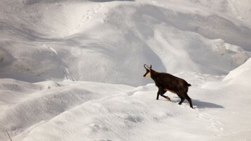 76e2edb0-1081-4969-b957-2de3bb01ca8d