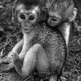 Green monkey babies - Chlorocebus pygery Photo by Lorenzo Marchetti