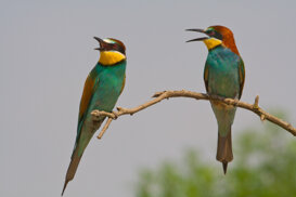 Bee-eaters - Merops apiaster - Vercellese