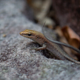 Photo by Armando Pezzarossa