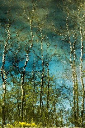 Guido Morelli Villoresi2 - Reflection - Parco delle Groane