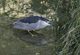 Dino Topa - Black-crowned Night Heron - Nycticorax nycticorax Black-crowned Night Heron - Mouth of the Quiliano (SV) 2020 - Nikon D500 Tamron 150-600 focal length 600mm-1/150 f/10 ISO 400