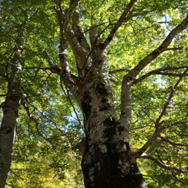 Beech - Fagus sylvatica - Lepini Mountains Photo by Rocco Reame