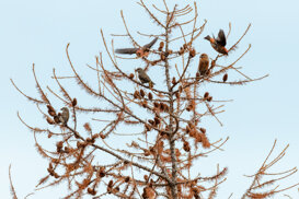 Photo by Armando Pezzarossa