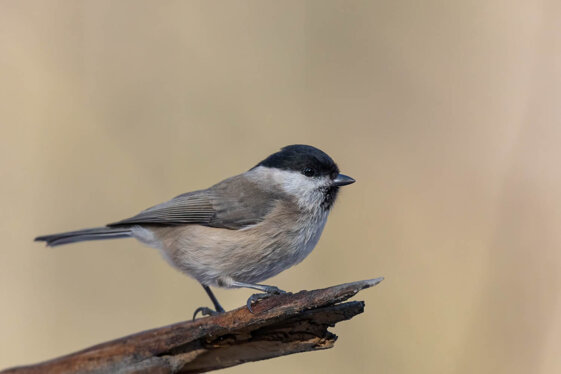 2e994ae6-ceaf-4581-8a74-b75dafe1f008 2e994ae6-ceaf-4581-8a74-b75dafe1f008