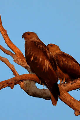 Australia Photo by Lorenzo Marchetti