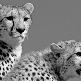 Cheetahs Photo by Lorenzo Marchetti