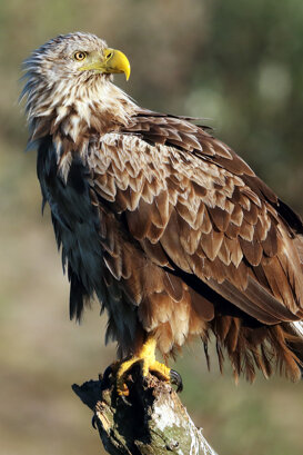Lorenzo Marchetti Young man from Aquila spp.