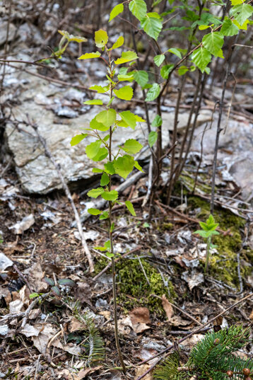 02af83a4-13ef-4581-8387-f18405a79bf7 02af83a4-13ef-4581-8387-f18405a79bf7