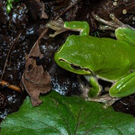 Photo by Armando Pezzarossa Raganella - Hyla intermedia